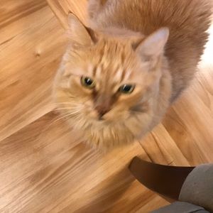 Meet your Posher, Sandy